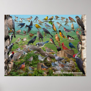 Backyard Birds of Tennessee Poster