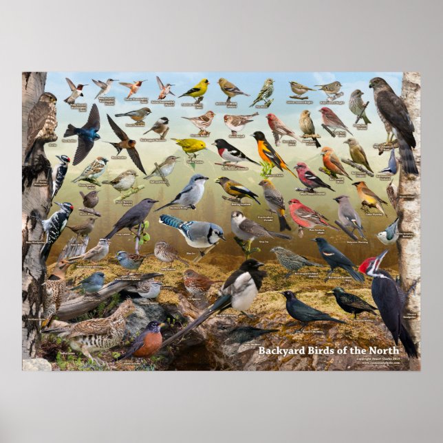 Backyard Birds of the North Poster (Front)