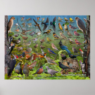 Backyard Birds of the West Poster
