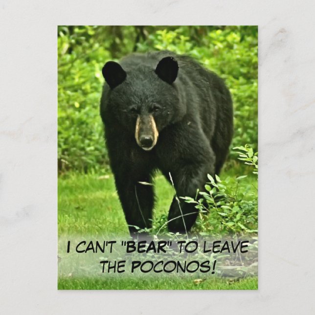 Backyard Black Bear "Can't Bear to Leave!" Postcard (Front)