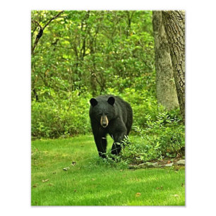 Backyard Black Bear Photo Print