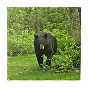 Backyard Black Bear Tile
