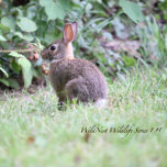 Backyard Bunny Acrylic Jigsaw Puzzle 8 x 10<br><div class="desc">Backyard Bunny Acrylic Jigsaw Puzzle by WildNest Backyard Bunny Acrylic Jigsaw Puzzle by WildNest is a High Quality Limited Edition Acrylic Puzzle featuring an adorable bunny rabbit in a lush green yard. This is the First in the WildNest Wildlife Jigsaw Puzzle Series. This is a high quality acrylic puzzle perfect...</div>