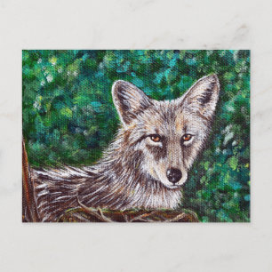 Backyard Coyote Painting Postcard