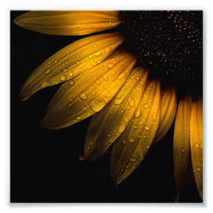 Backyard Flowers 28 Sunflower Photo Print
