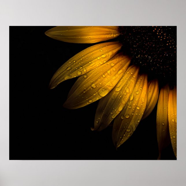 Backyard Flowers 28 Sunflower Poster (Front)