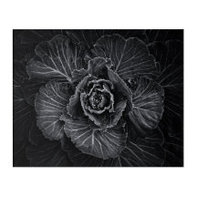 Backyard Flowers In Black And White No 108