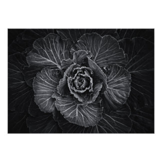Backyard Flowers In Black And White No 108 Photo Print