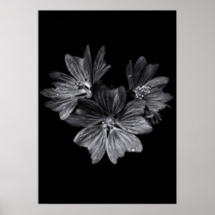 Backyard Flowers In Black And White No 11 Poster