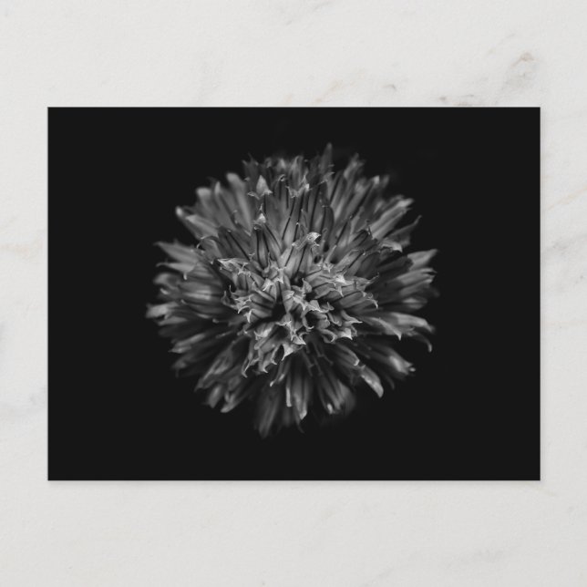 Backyard Flowers In Black And White No 53 Postcard (Front)