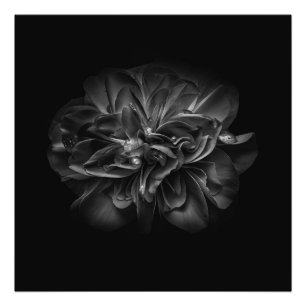 Backyard Flowers In Black And White No 67 Photo Print