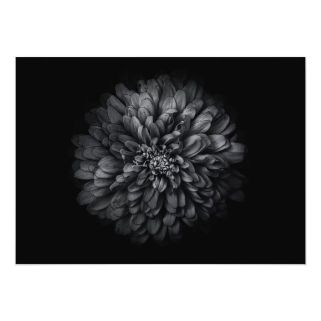 Backyard Flowers In Black And White No 68 Photo Print (Front)