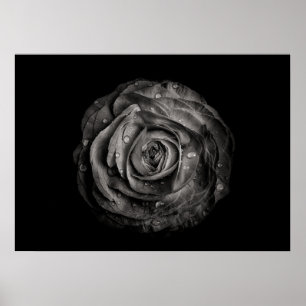 Backyard Flowers In Black And White No 72 Poster