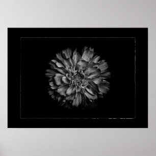 Backyard Flowers In Black & White No 79 Border Poster