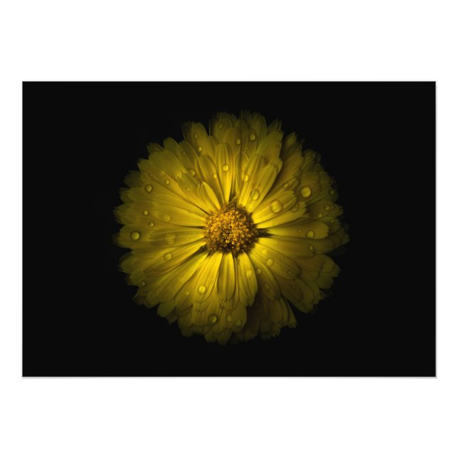 Backyard Flowers No 10 Colour Version Photo Print (Front)
