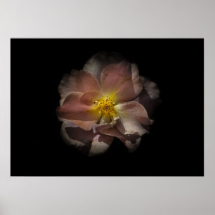 Backyard Flowers No 113 Colour Version Poster