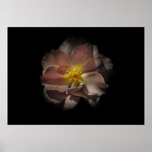 Backyard Flowers No 113 Colour Version Poster (Front)