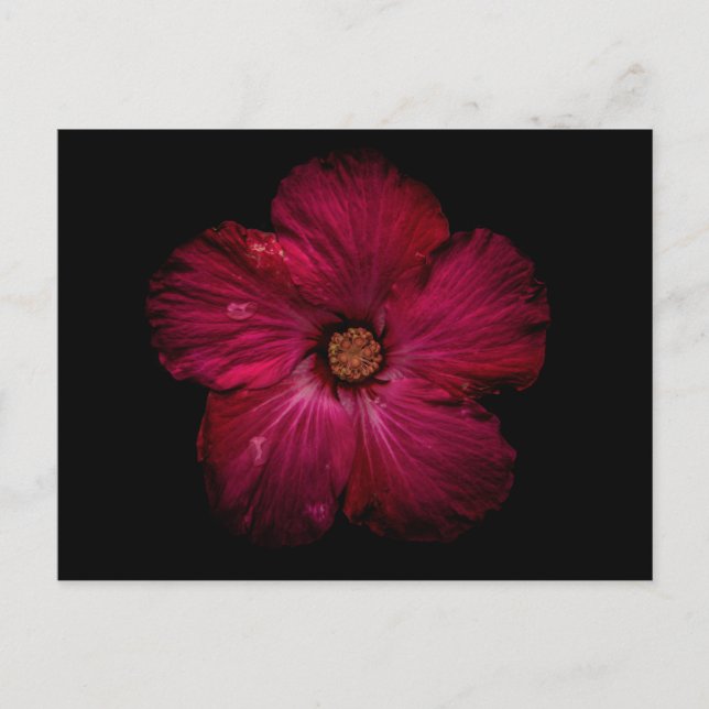 Backyard Flowers No 122 Color Version Postcard (Front)