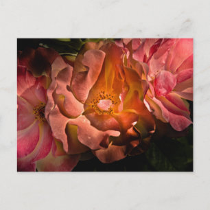 Backyard Flowers No 40 Colour Version Postcard
