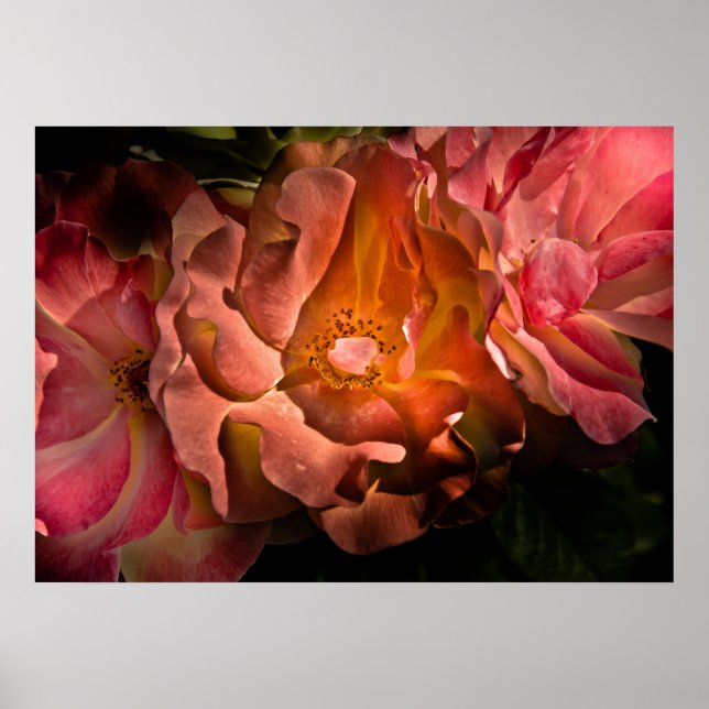 Backyard Flowers No 40 Colour Version Poster (Front)