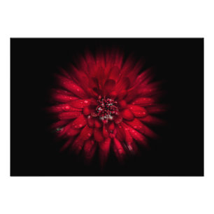 Backyard Flowers No 45 Colour Flow Version Photo Print