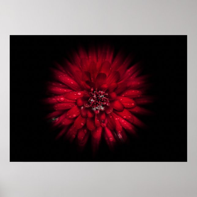 Backyard Flowers No 45 Colour Flow Version Poster (Front)