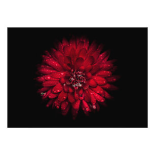 Backyard Flowers No 45 Colour Version Photo Print