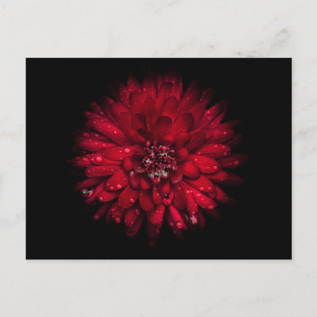 Backyard Flowers No 45 Colour Version Postcard (Front)