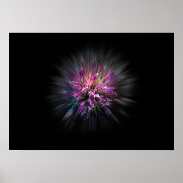 Backyard Flowers No 53 Colour Flow Version Poster (Front)