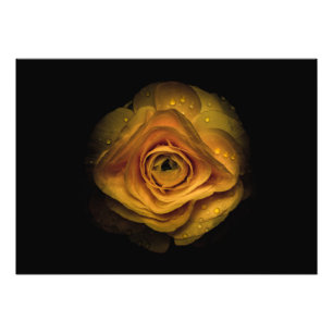 Backyard Flowers No 74 Colour Version Photo Print