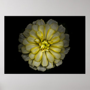 Backyard Flowers No 86 Colour Version Poster