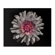 Backyard Flowers No 91 Colour Version