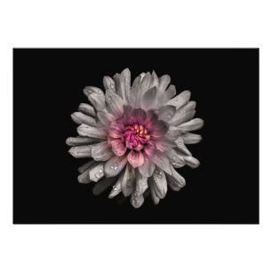 Backyard Flowers No 91 Colour Version Photo Print