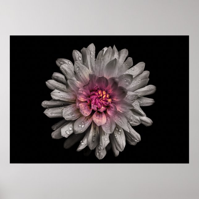 Backyard Flowers No 91 Colour Version Poster (Front)