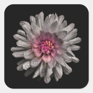 Backyard Flowers No 91 Colour Version Square Sticker