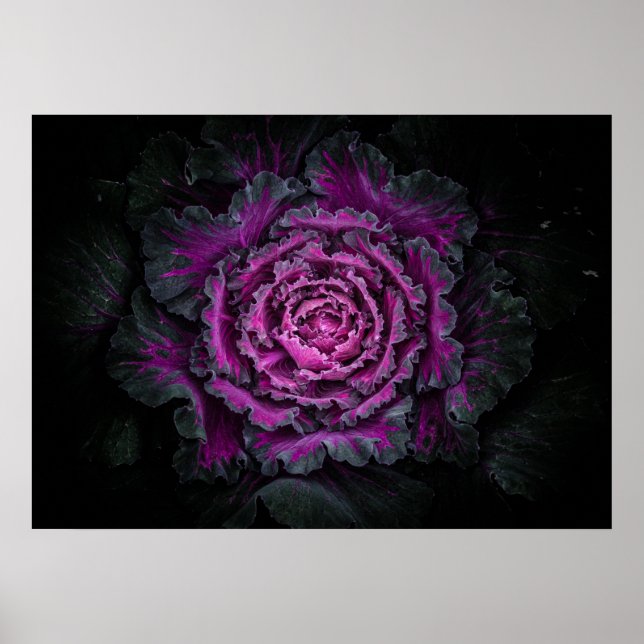 Backyard Flowers No 99 Colour Version Poster (Front)