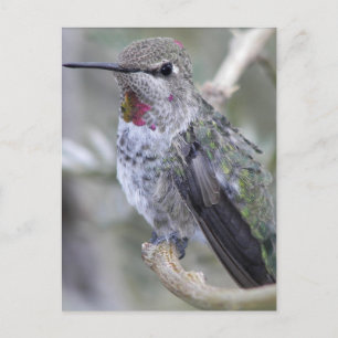 Backyard Hummingbird Postcard