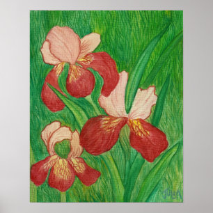Backyard Iris Print