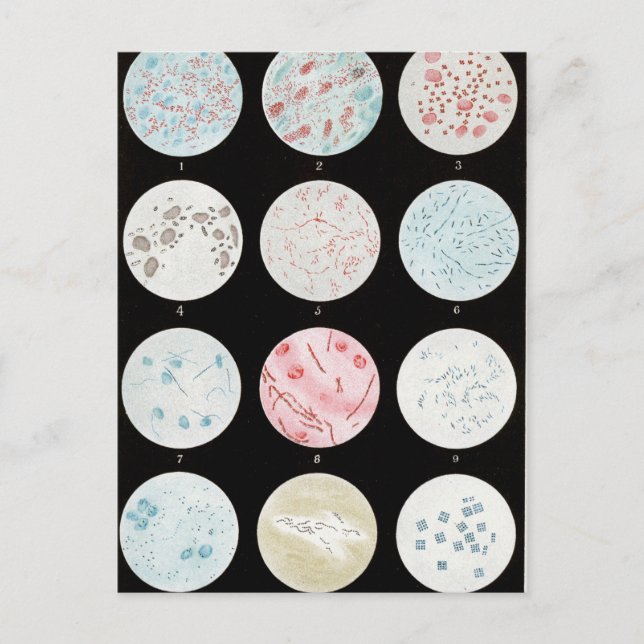 Bacteria Postcard (Front)