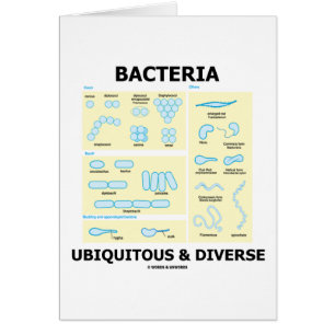 Bacteria Ubiquitous & Diverse (Shapes & Sizes)