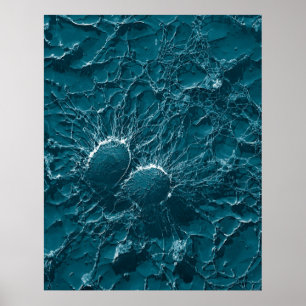 Bacterial cells of Staphylococcus Aureus Close Up Poster