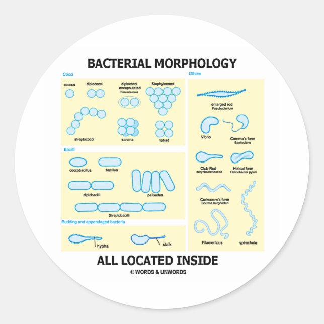 Bacterial Morphology All Located Inside (Bacteria) Classic Round Sticker (Front)