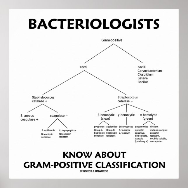 Bacteriologists Know Gram-Positive Classification Poster (Front)