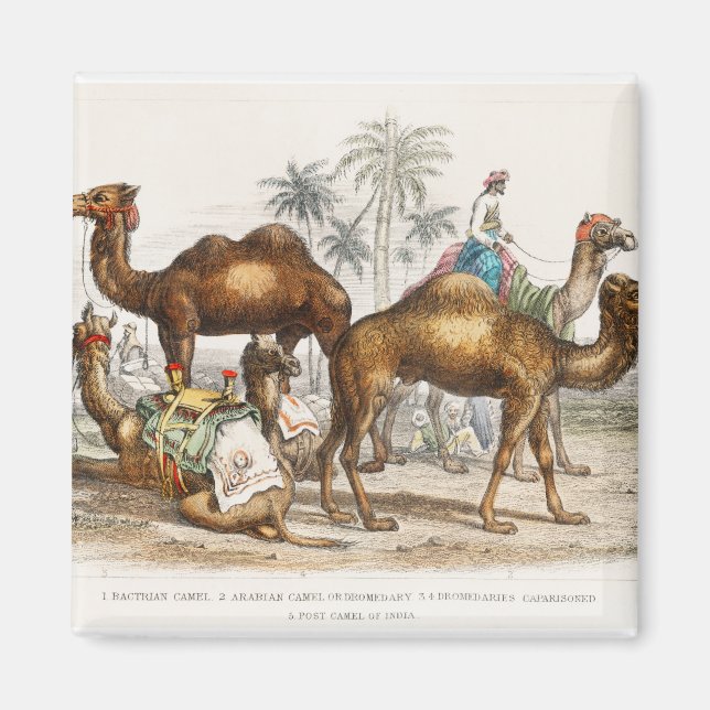 Bactrian Camel, Arabian Camel Or Dromedary, Dromed Magnet (Front)