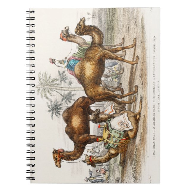 Bactrian Camel, Arabian Camel Or Dromedary, Dromed Notebook (Front)