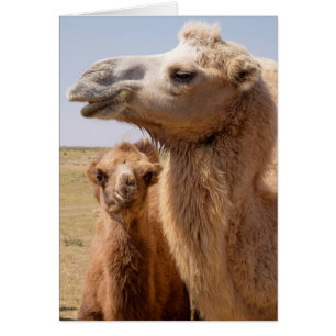 Bactrian Camel Portrait