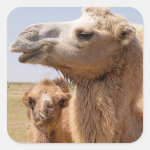 Bactrian Camel Portrait Square Sticker
