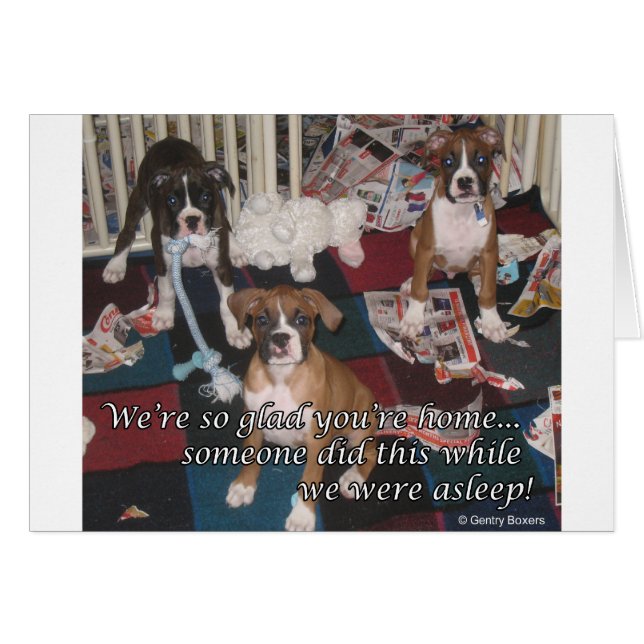 Bad boxer puppies card (Front Horizontal)
