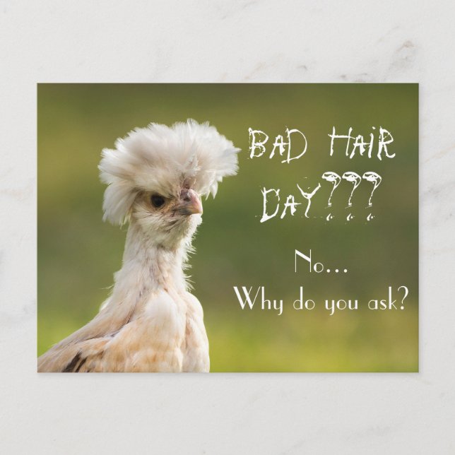Bad Hair Day Chicken Postcard (Front)