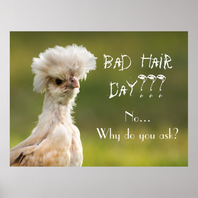 Bad Hair Day Chicken Poster (Front)
